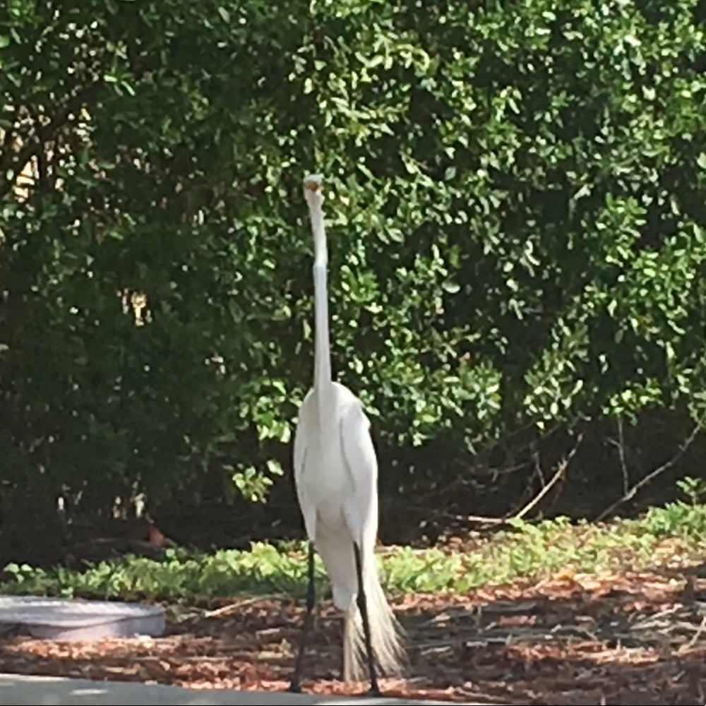 Meet your Posher, Dana